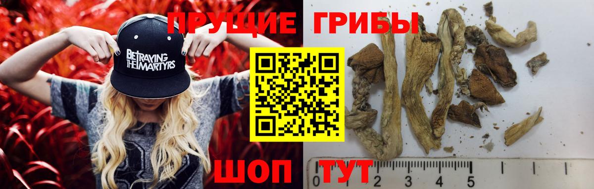 Псков  цена   Вход с VPN  Псилоцибиновые грибы Cubensis 